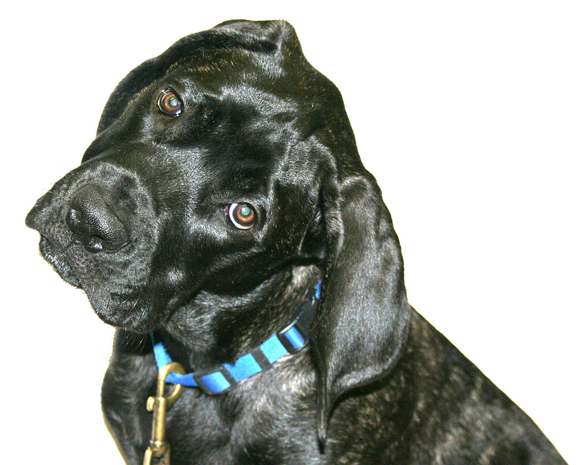 Connolly PuppyGeorgia4 mos.jpg